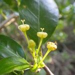 Trigonostemon cherrieri Flower
