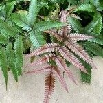 Pteris quadriaurita Hostoa