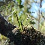 Melpomene flabelliformis Habitat