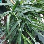 Mycaranthes oblitterata Hoja
