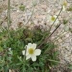 Anemone baldensis Blomst