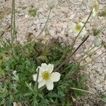 Anemone baldensis Blüte