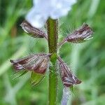 Salvia lyrata Bark