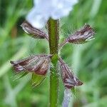 Salvia lyrata বাকল