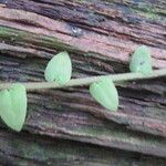 Marcgravia umbellata Hoja