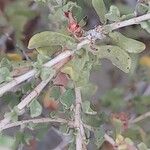 Pteropyrum aucheri Leaf