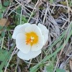 Crocus versicolor Çiçek