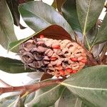 Magnolia grandiflora Frugt