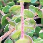 Leptospermum rotundifolium Blad