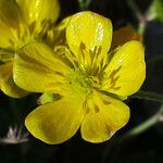 Ranunculus sprunerianus Flower