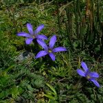 Cyananthus incanus Vekstform