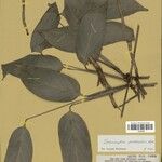 Ischnosiphon puberulus Hoja