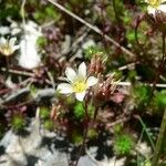 Saxifraga praetermissa Flower