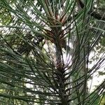 Pinus coulteri Hoja