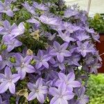 Campanula isophylla Flower