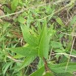 Doellingeria umbellata Hoja