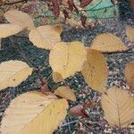 Betula medwediewii Hoja