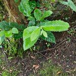 Castanea dentata (Marshall) Borkh.Blatt