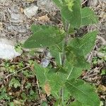 Inula conyza Likasa