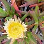 Carpobrotus edulisFlower