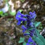 Nepeta × faassenii Floare