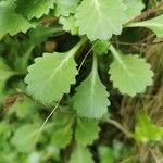 Saxifraga spathularis Leaf