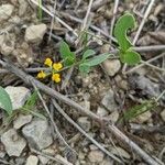 Coronilla scorpioides Celota