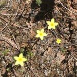 Centaurium maritimum Flower