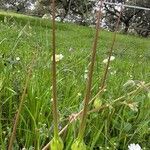 Erodium botrys Fruto