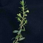 Baccharis dracunculifolia Floare