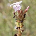 Plumbago europaea Цветок