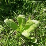 Calendula officinalisFolla