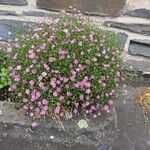 Gypsophila muralis Habit