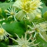 Clematis vitalba花