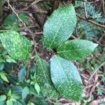 Malaisia scandens Blad