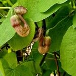 Aristolochia macrophylla Облик