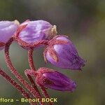 Phyllodoce caerulea Květ
