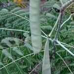 Caesalpinia pulcherrima Frucht