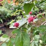 Calliandra tergemina Levél