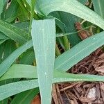 Setaria italica Blad