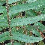 Pteris vittata Leaf