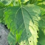 Verbesina encelioides List