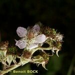Rubus questieri Flower