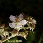 Rubus questieri Blomma