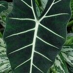 Alocasia micholitziana Φύλλο