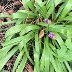 Allium nigrum ശീലം