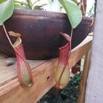 Nepenthes × neglecta Blüte