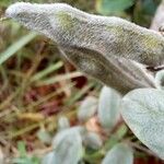 Cerradicola grewiifolia Fruit