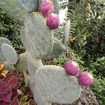 Opuntia robusta Fruit