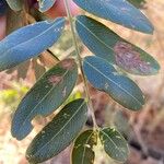 Platypodium elegans Leaf